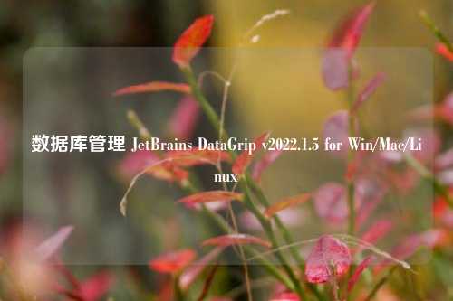 数据库管理 JetBrains DataGrip v2022.1.5 for Win/Mac/Linux